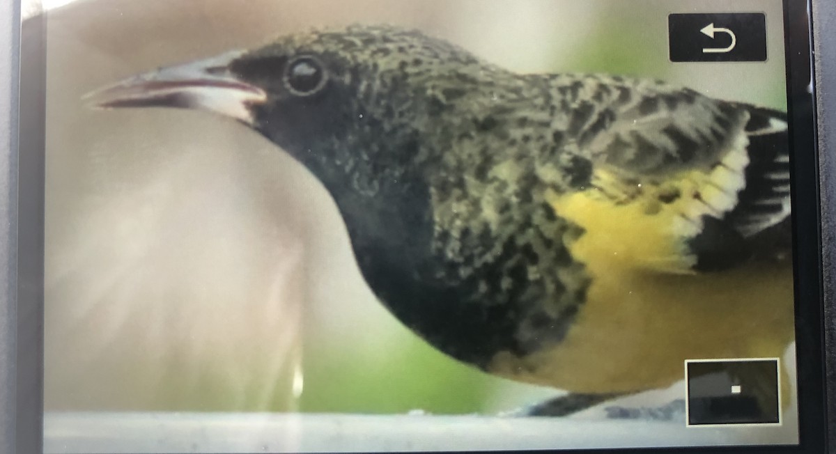 Scott's Oriole - ML210597631