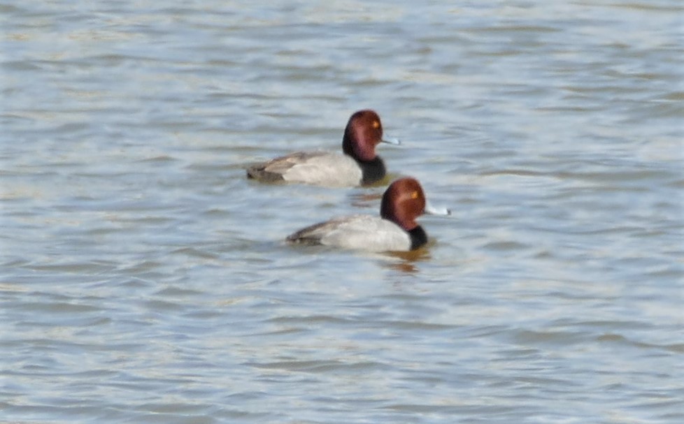 Redhead - Peter Kennedy