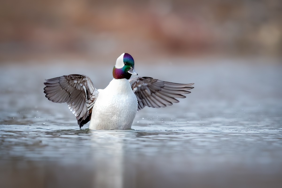 Bufflehead - Brad Imhoff