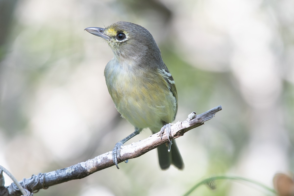 Vireo Piquigrueso - ML210601481