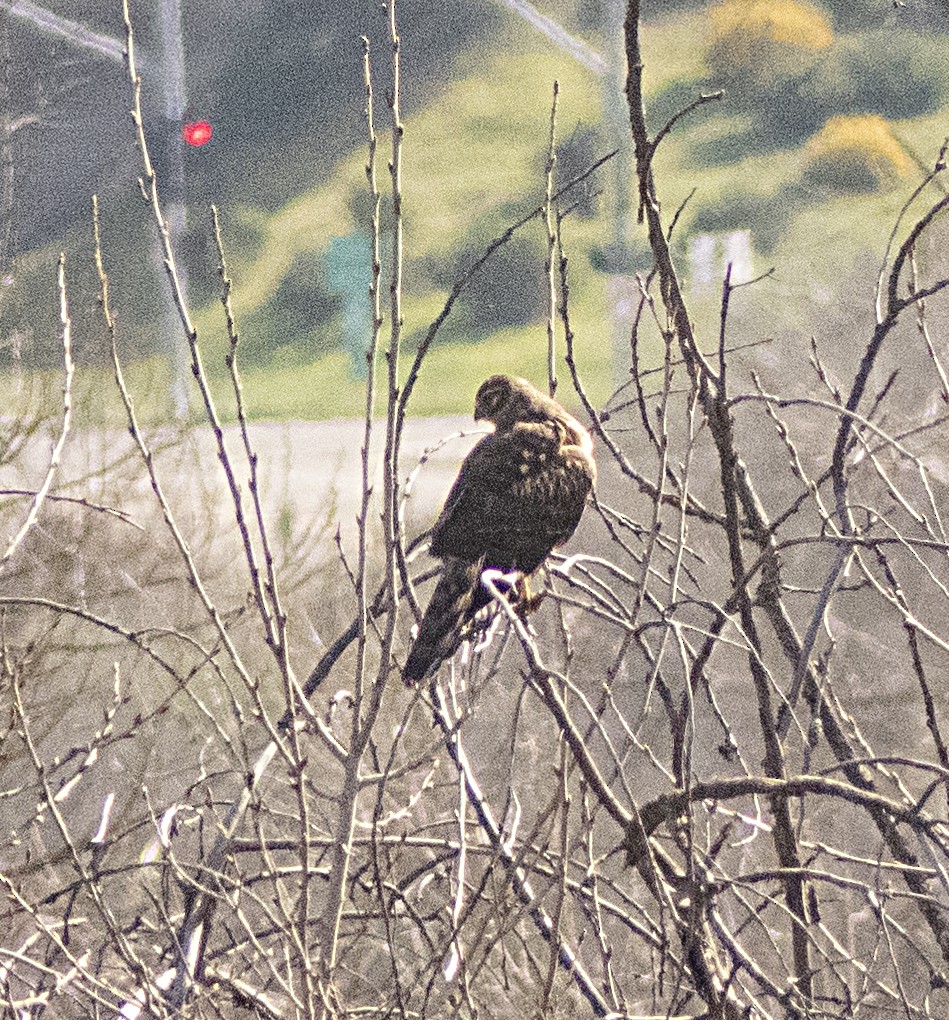 Northern Harrier - ML210601691