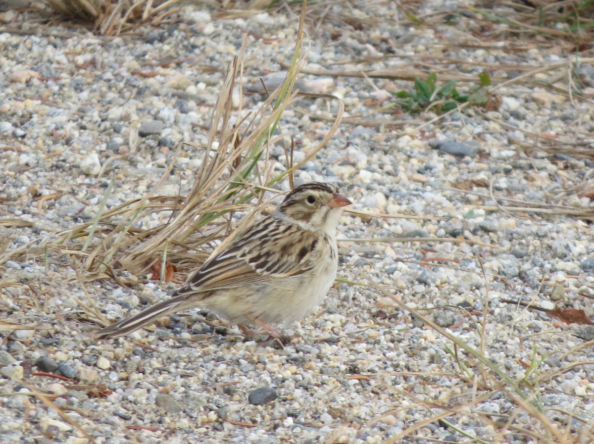 Clay-colored Sparrow - ML21060191