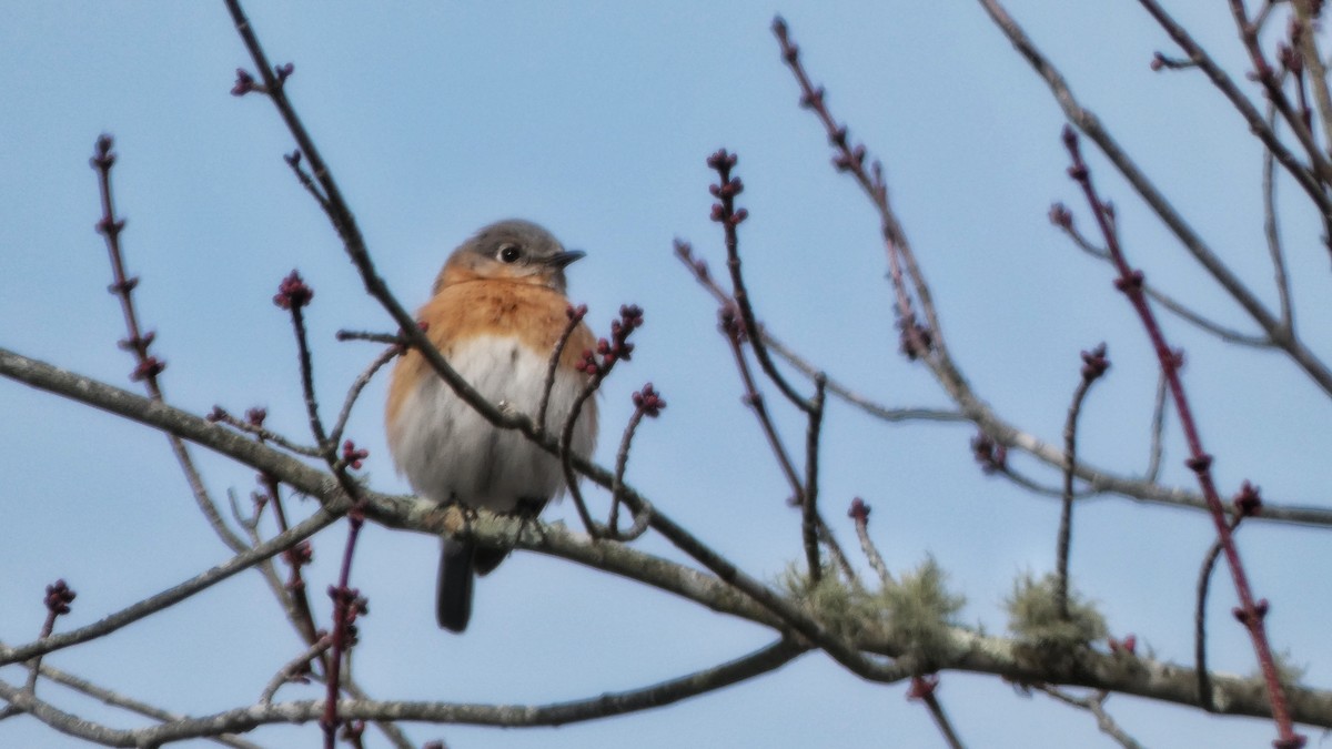 Eastern Bluebird - Robert Erickson