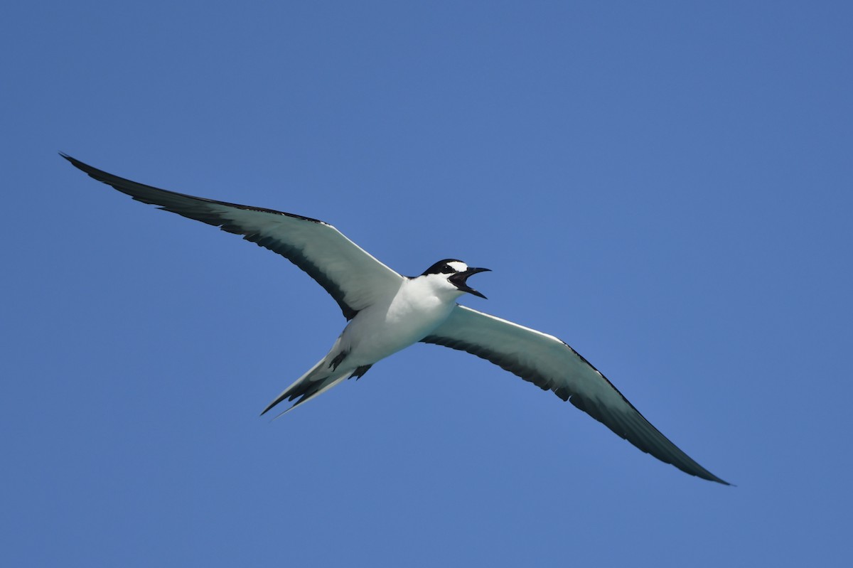 Sooty Tern - Jonathan Irons