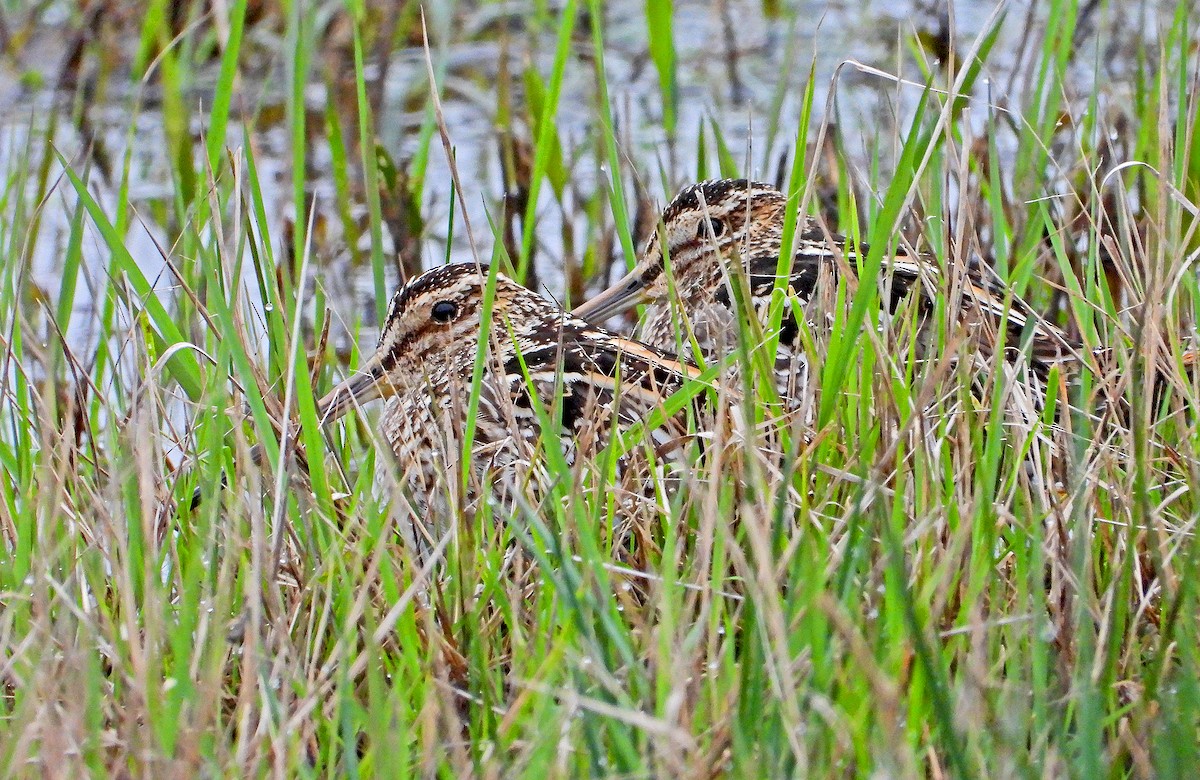 Wilson's Snipe - ML210605251