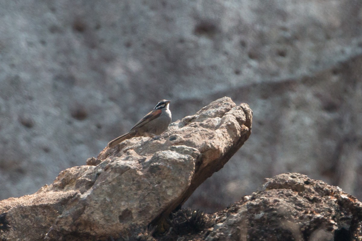 Cape Bunting (Vincent's) - ML210606611