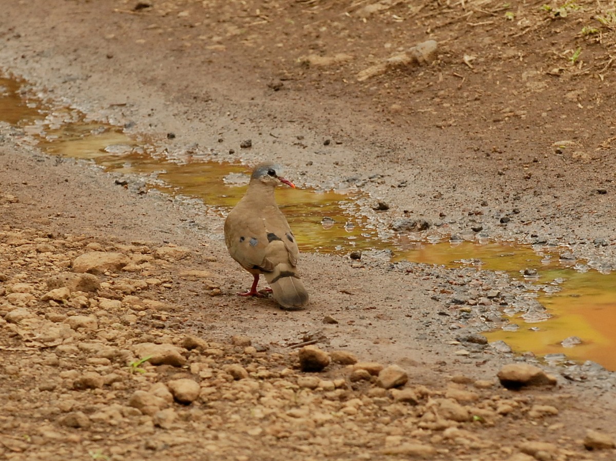 Blue-spotted Wood-Dove - ML210609231