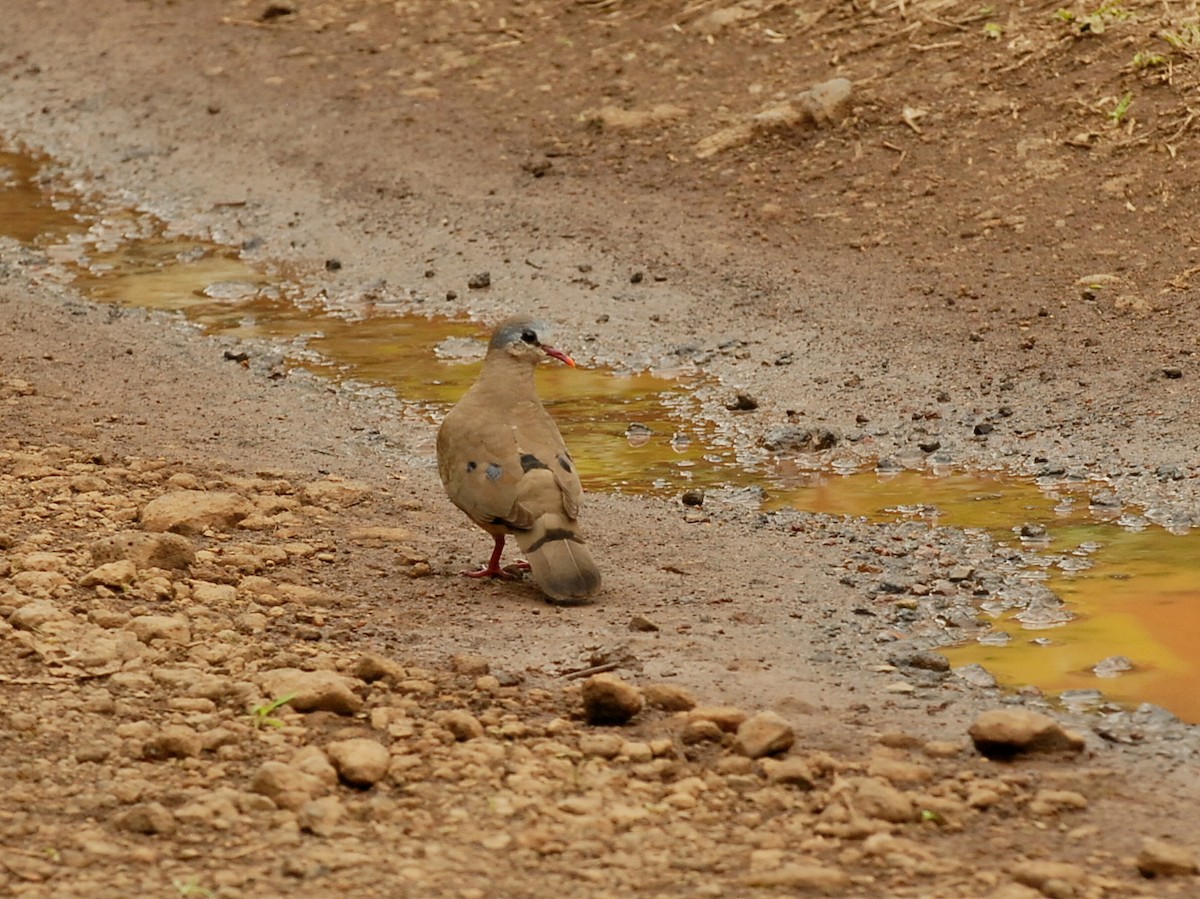 Blue-spotted Wood-Dove - Marek Latkowski