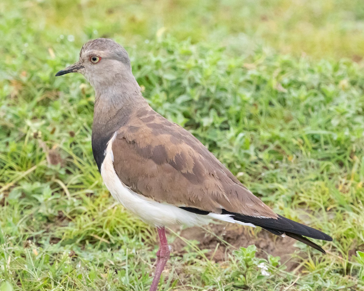 Black-winged Lapwing - Todd Dixon