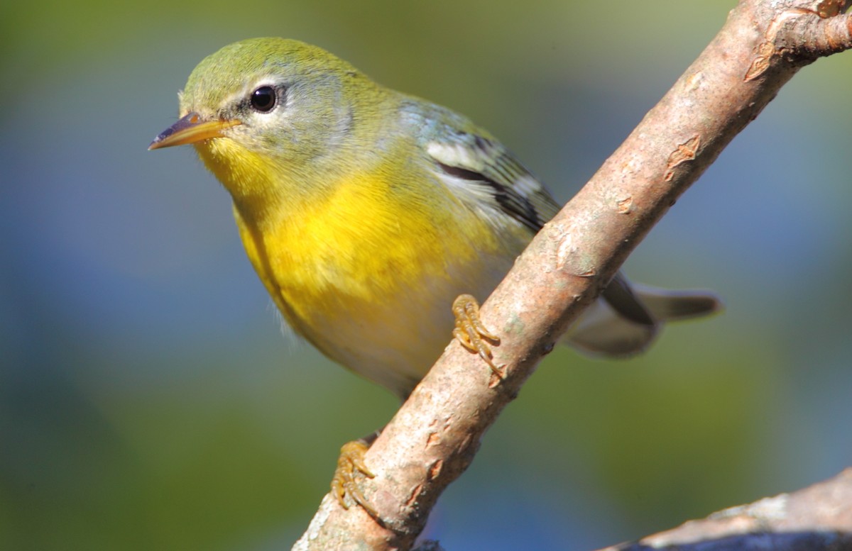 Northern Parula - County Lister Brendan