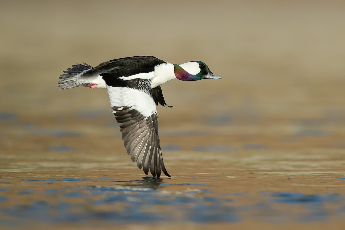 bufflehead