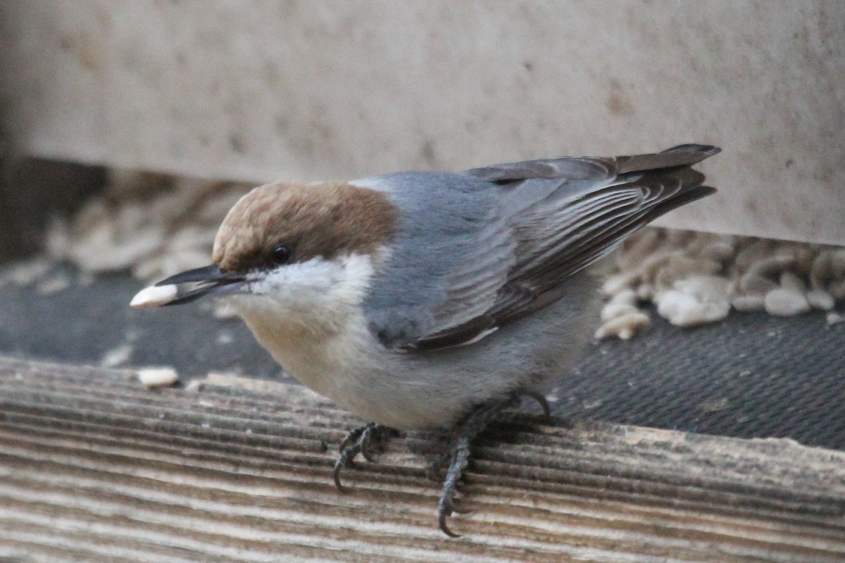 Brown-headed Nuthatch - ML210614251