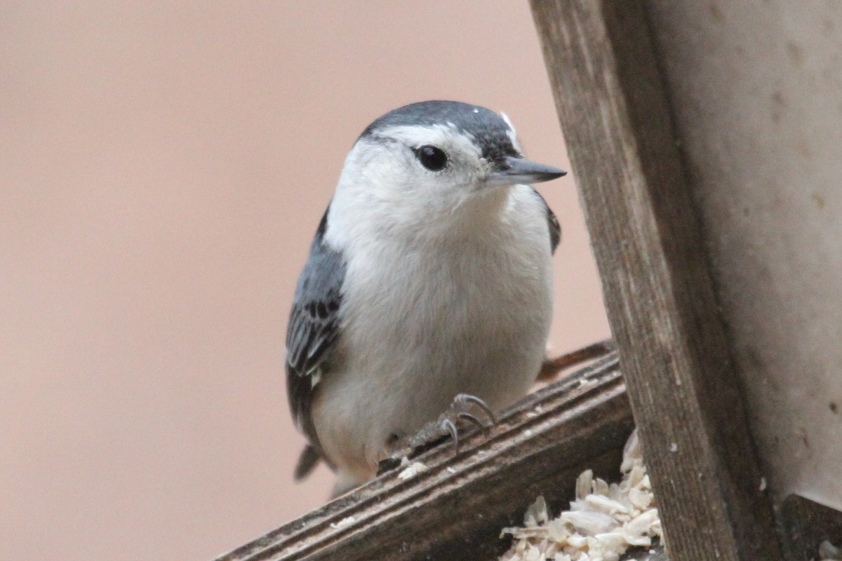 White-breasted Nuthatch - ML210614491