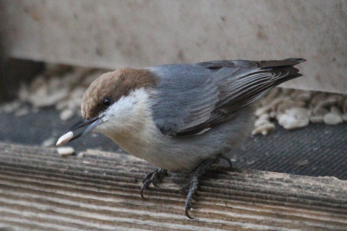 Brown-headed Nuthatch - ML210614621