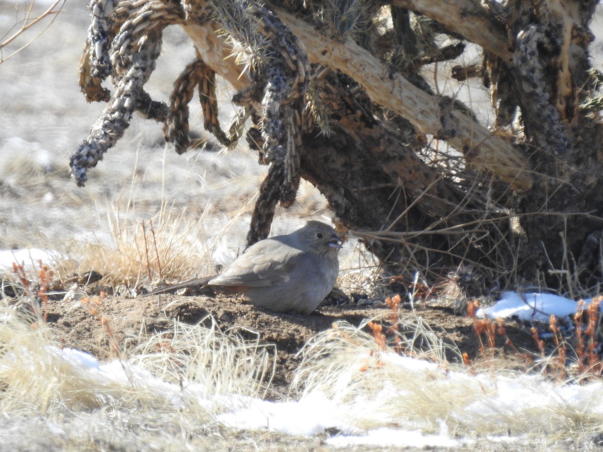Canyon Towhee - ML210618561