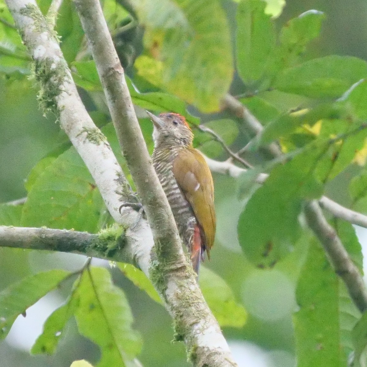 Red-rumped Woodpecker - ML210618741