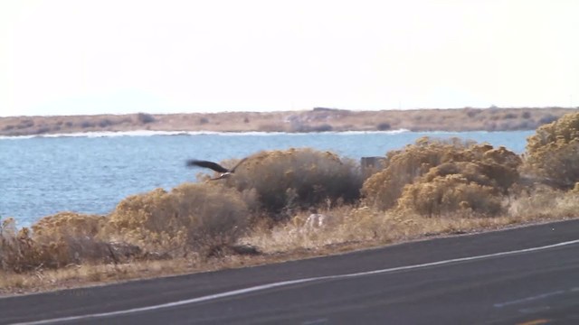 Northern Harrier - ML210622561