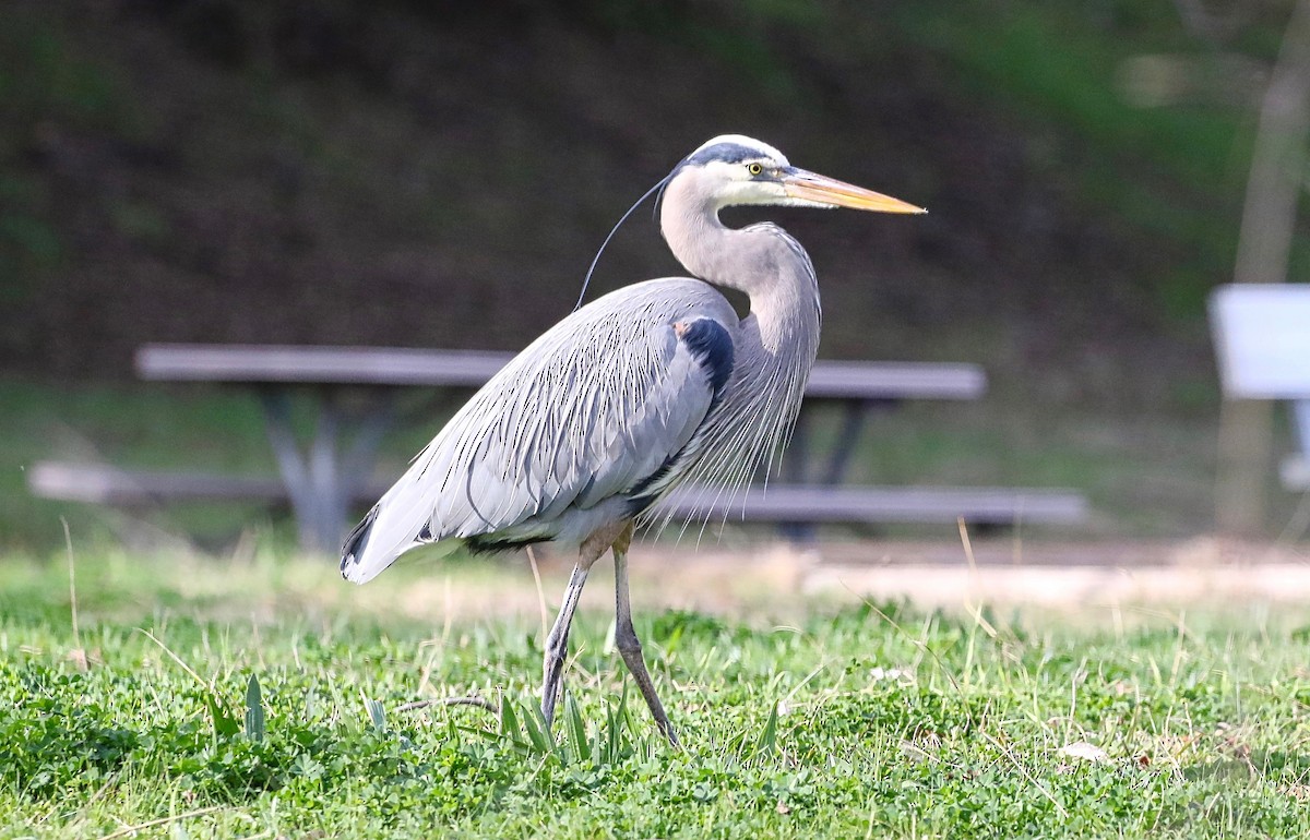 Great Blue Heron - Douglas Hall