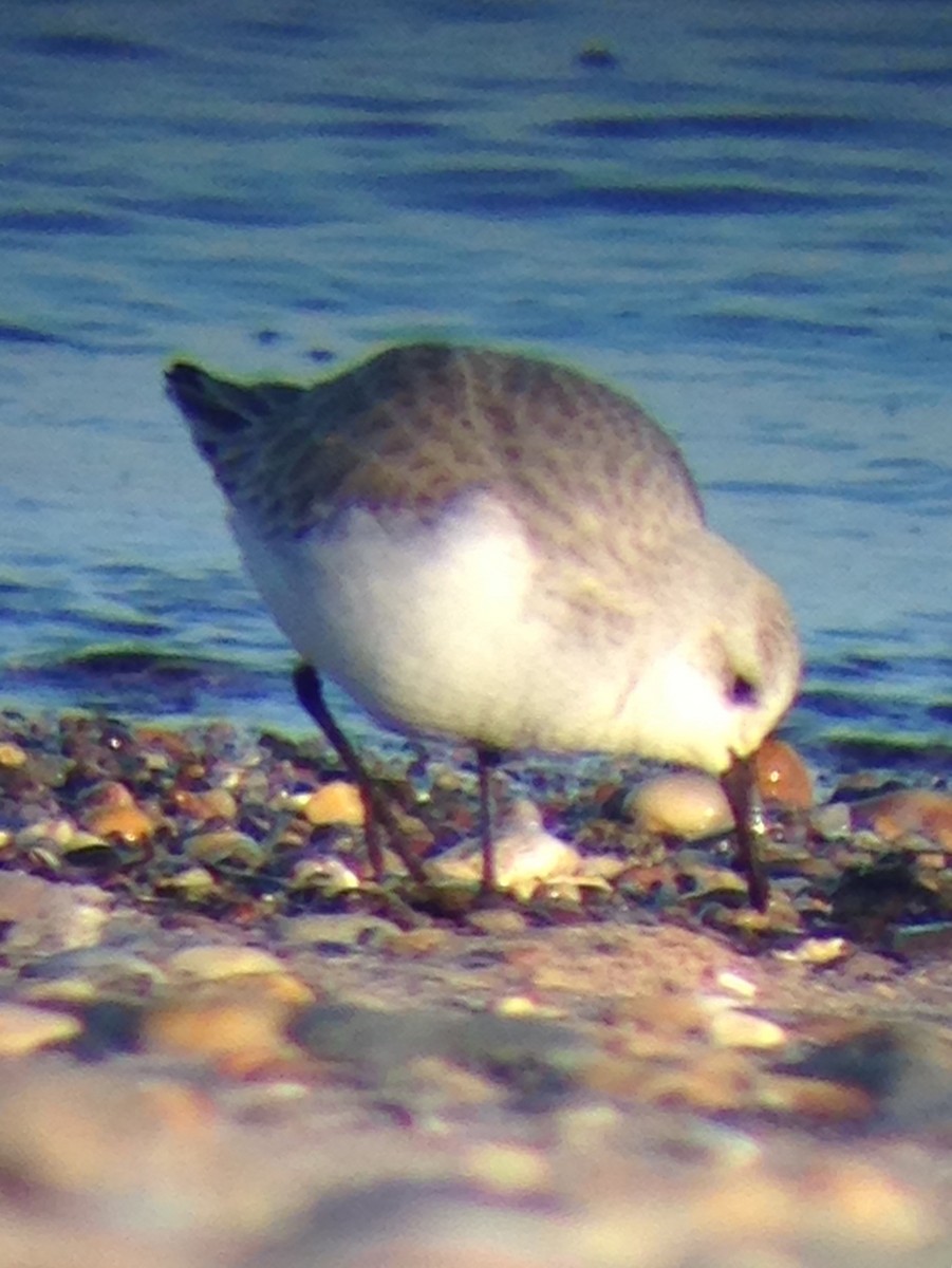 Bécasseau sanderling - ML210624781