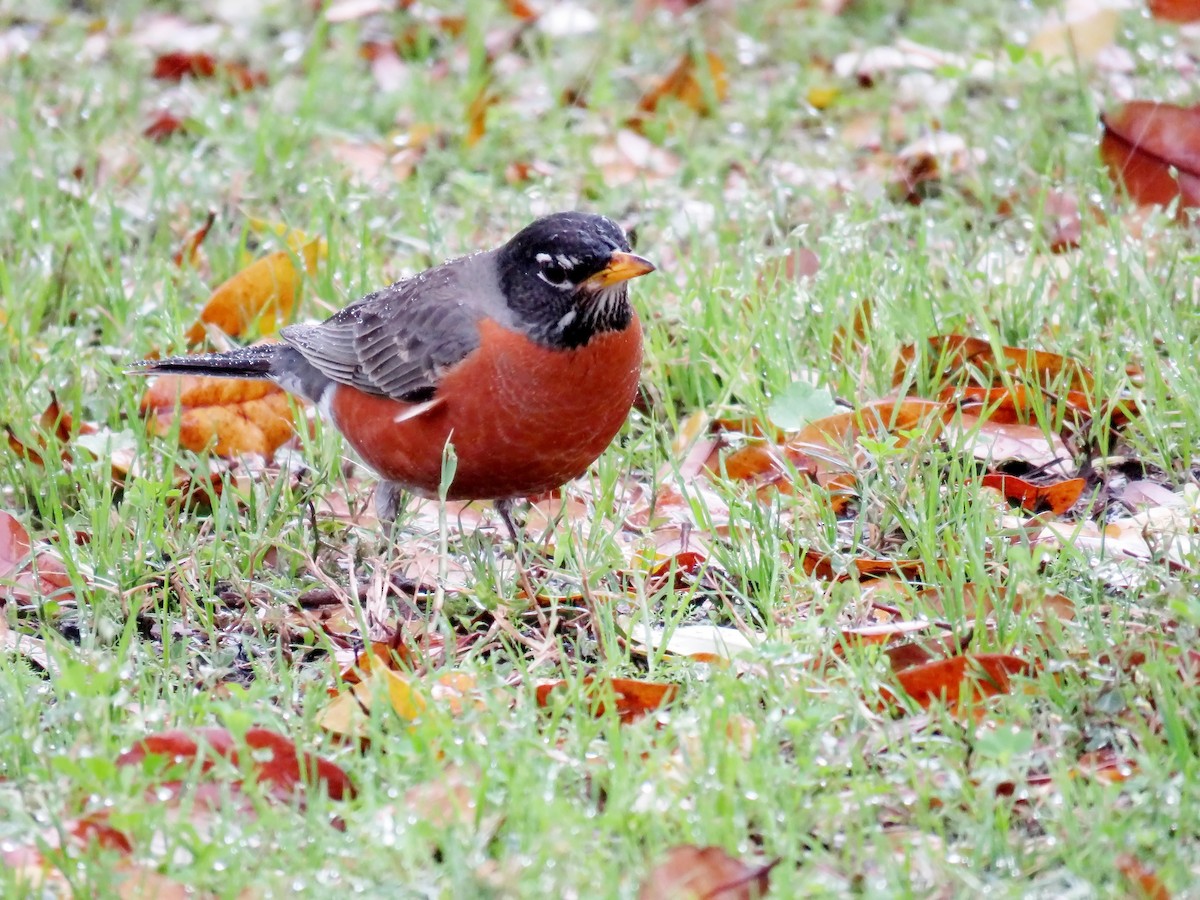 American Robin - ML210628781