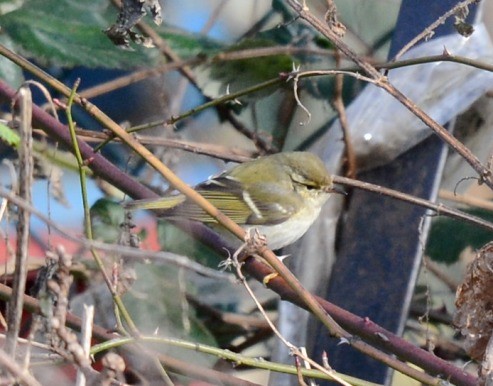 Yellow-browed Warbler - ML210629721