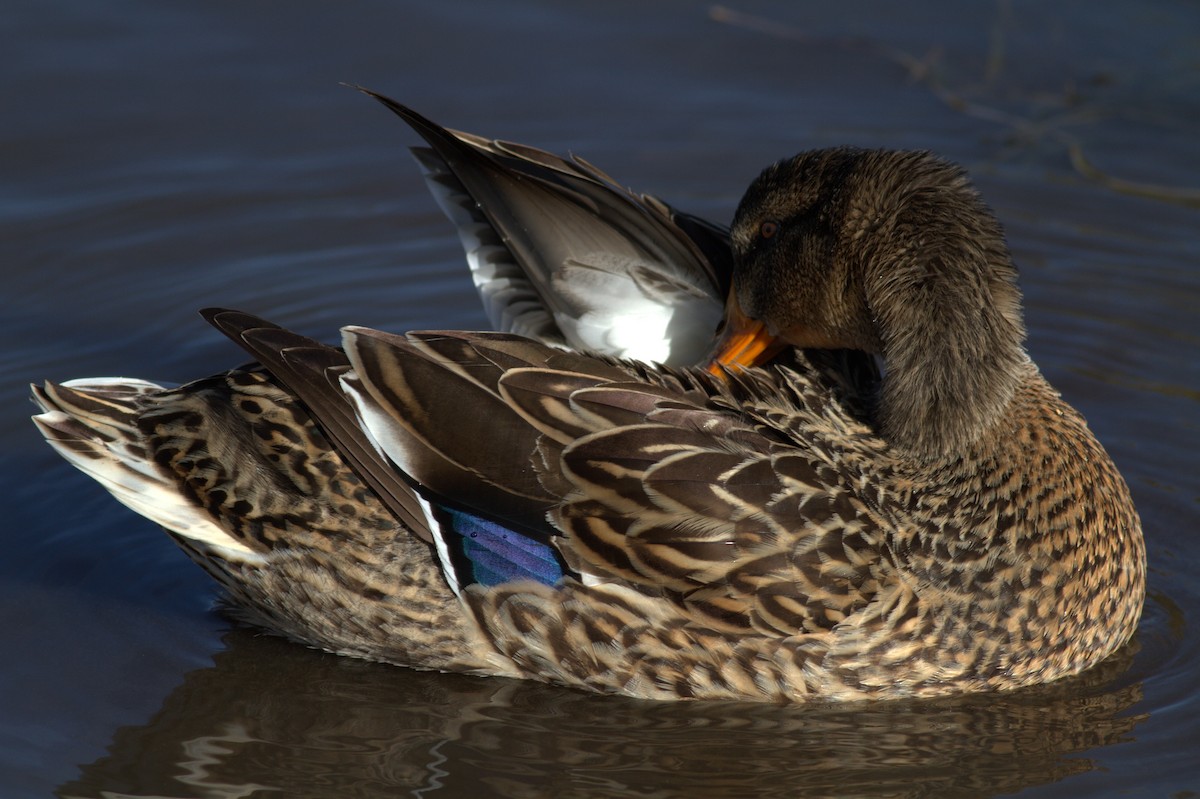 Mallard - Brad Walker