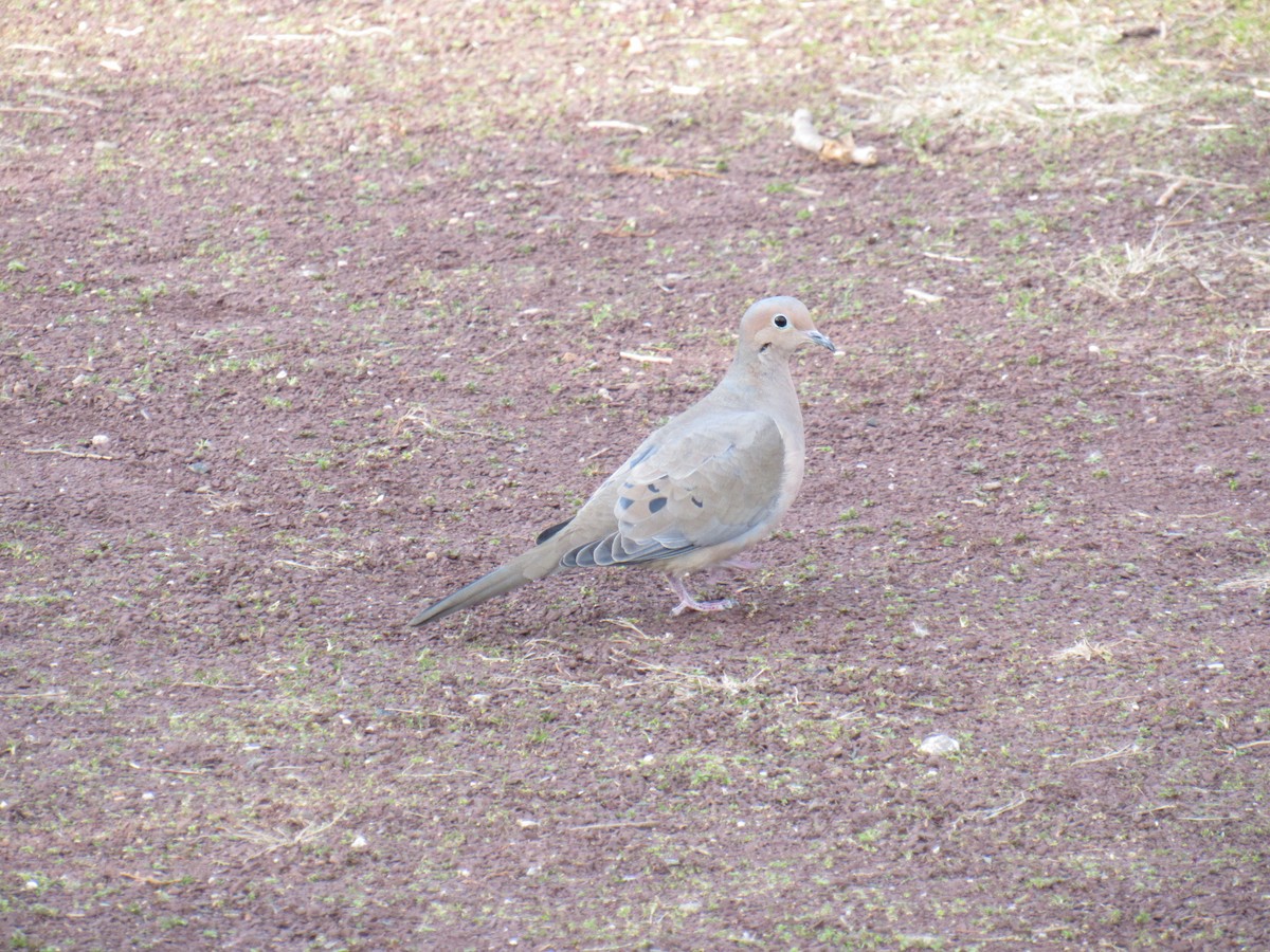 Mourning Dove - ML210638441