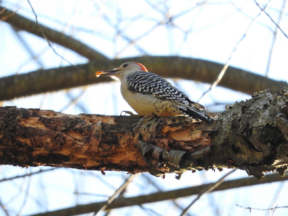 Red-bellied Woodpecker - ML21064011