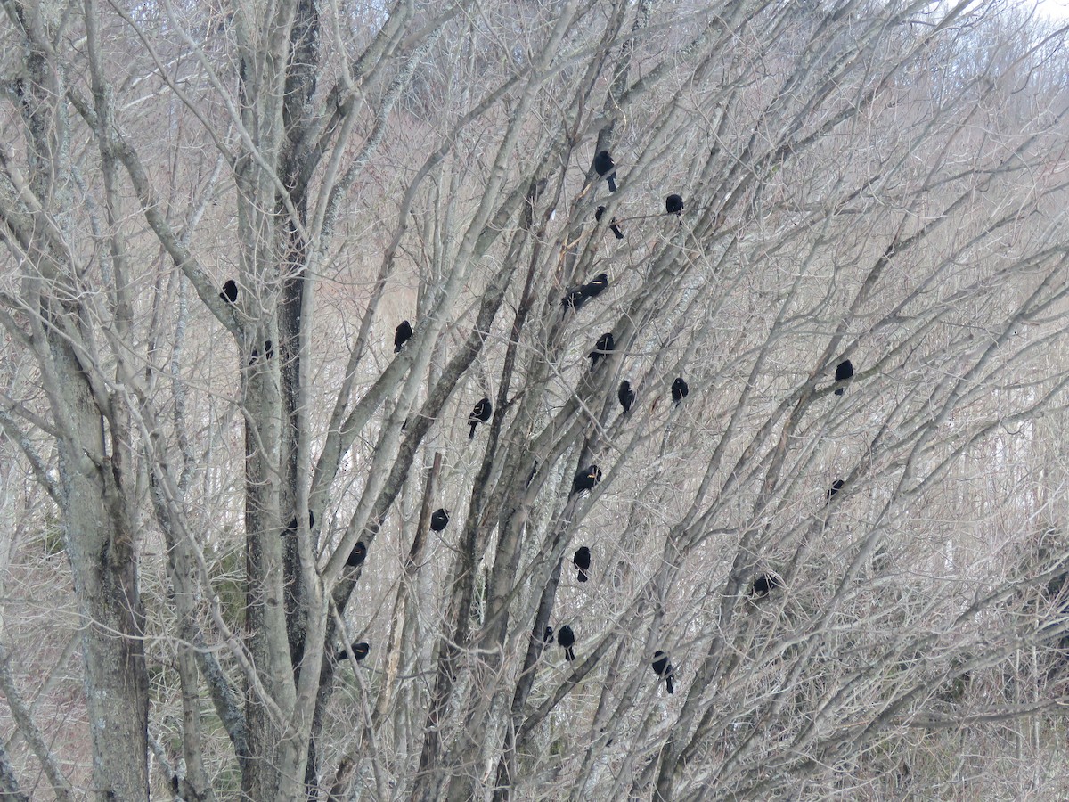 Red-winged Blackbird - ML210640391