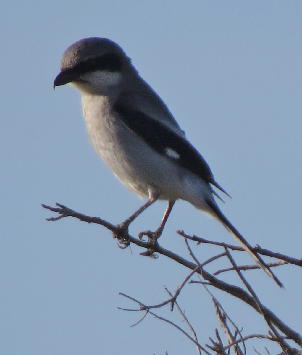 Loggerhead Shrike - ML210641141