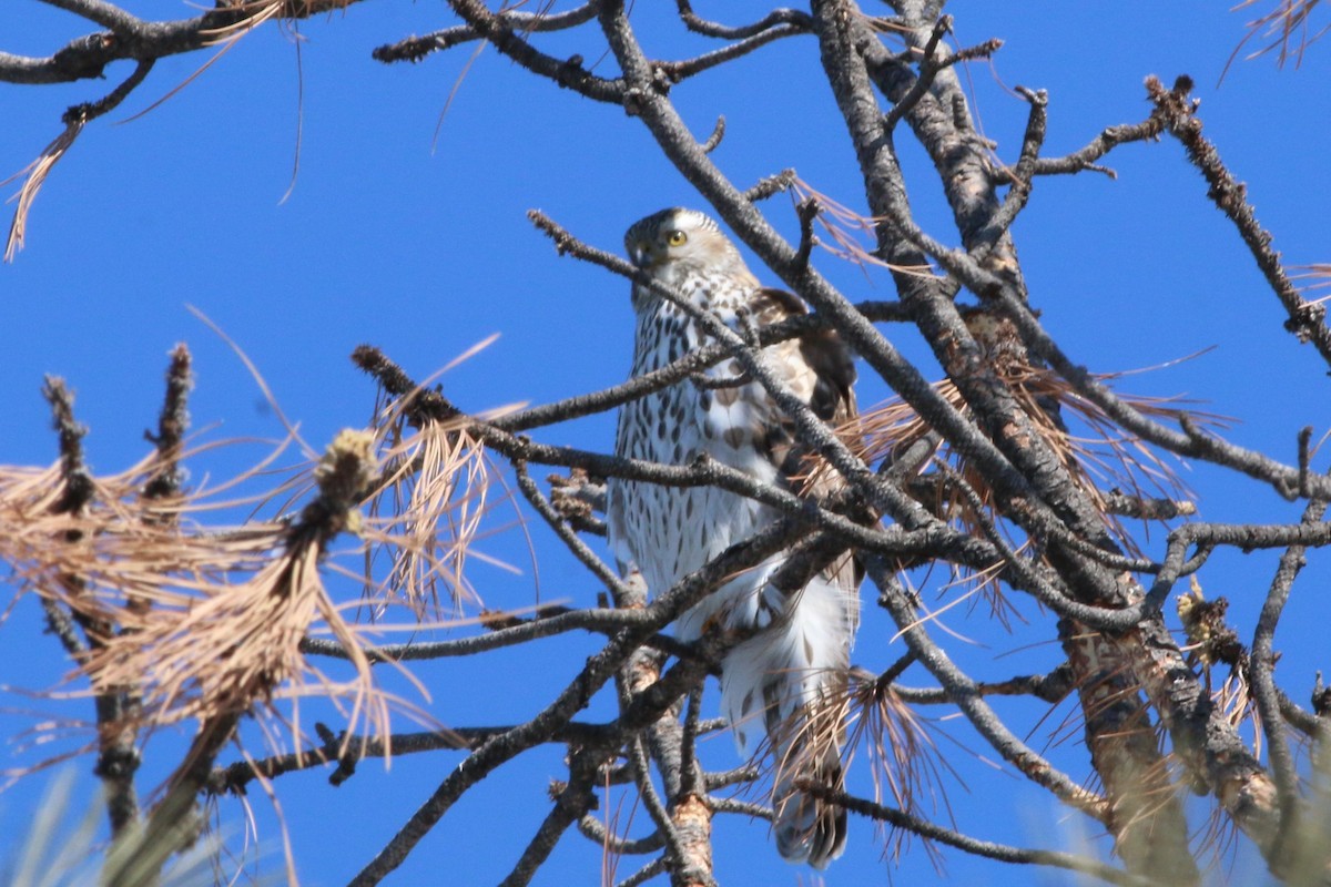 American Goshawk - ML210642271