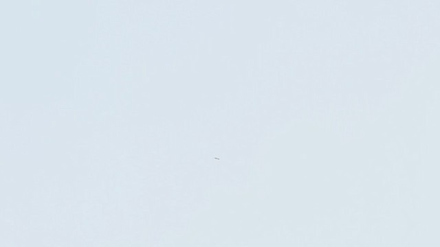 トビ（lineatus／formosanus） - ML210643981