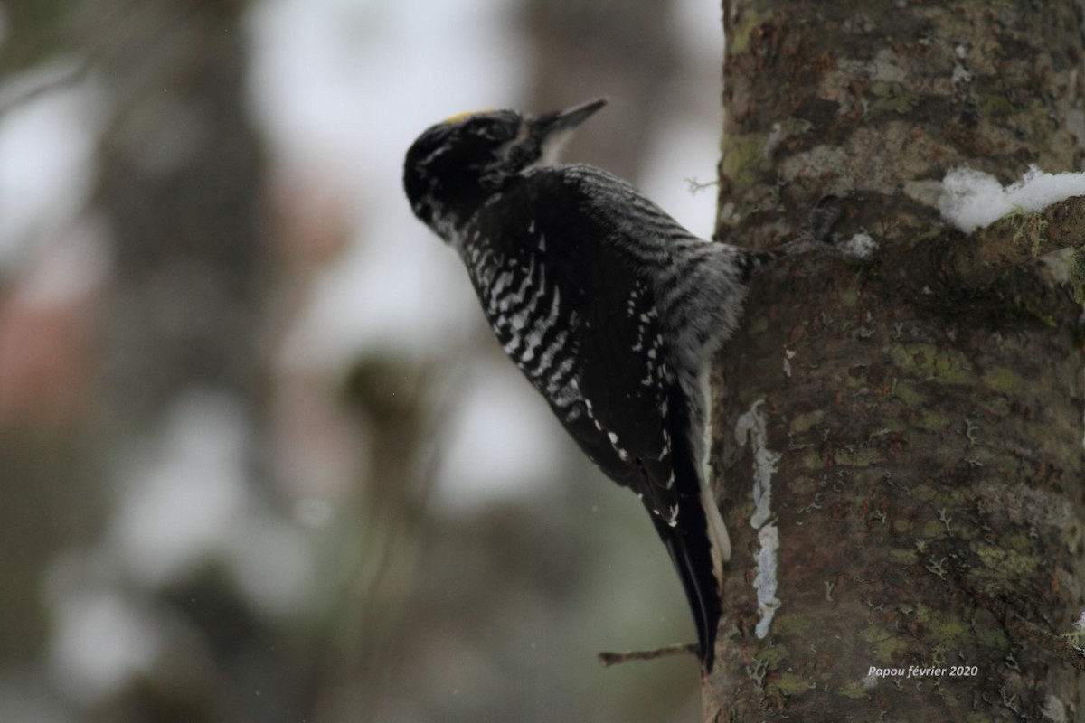 American Three-toed Woodpecker - ML210646391