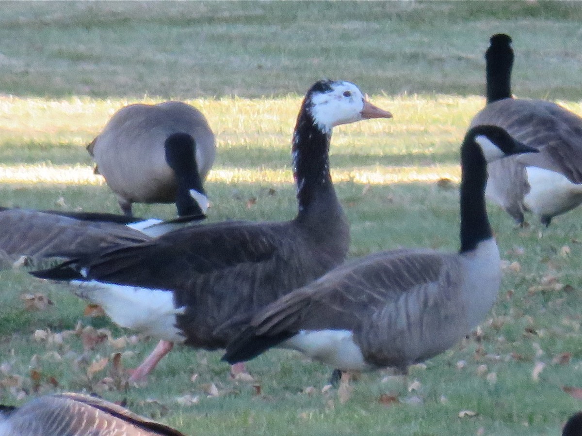 Graylag x Canada Goose (hybrid) - Susan Wise