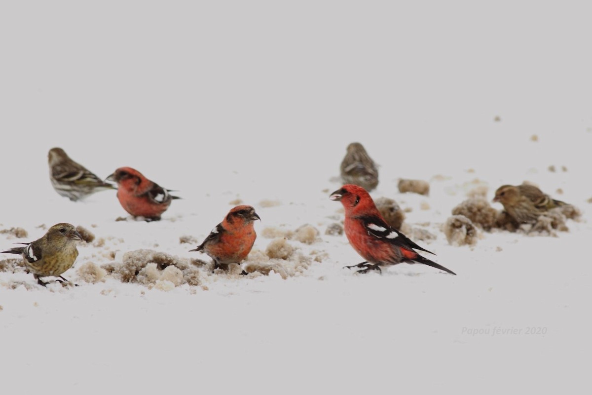 White-winged Crossbill - ML210647451