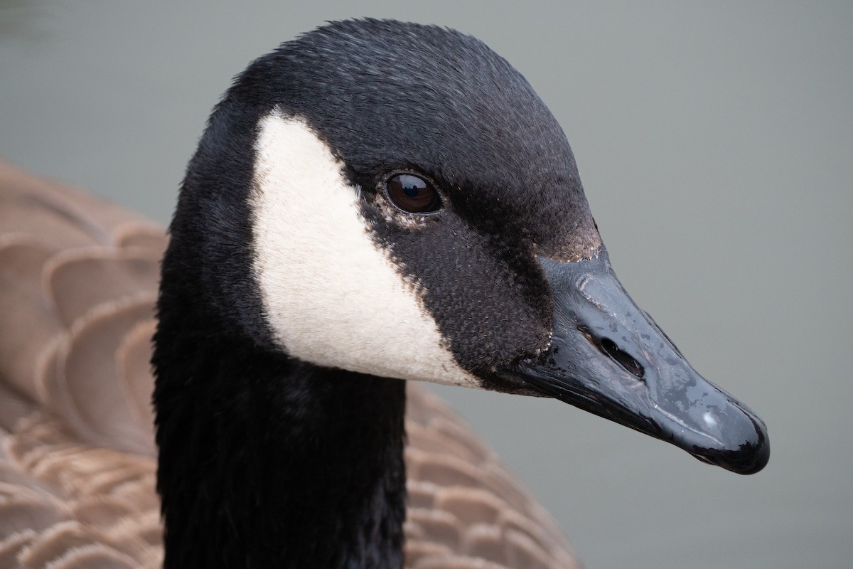 Canada Goose - ML210650911