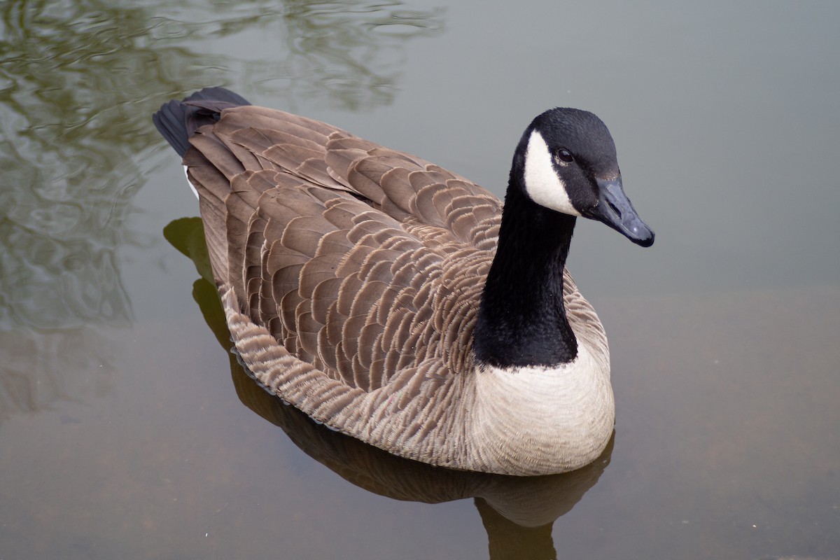 Canada Goose - ML210651091