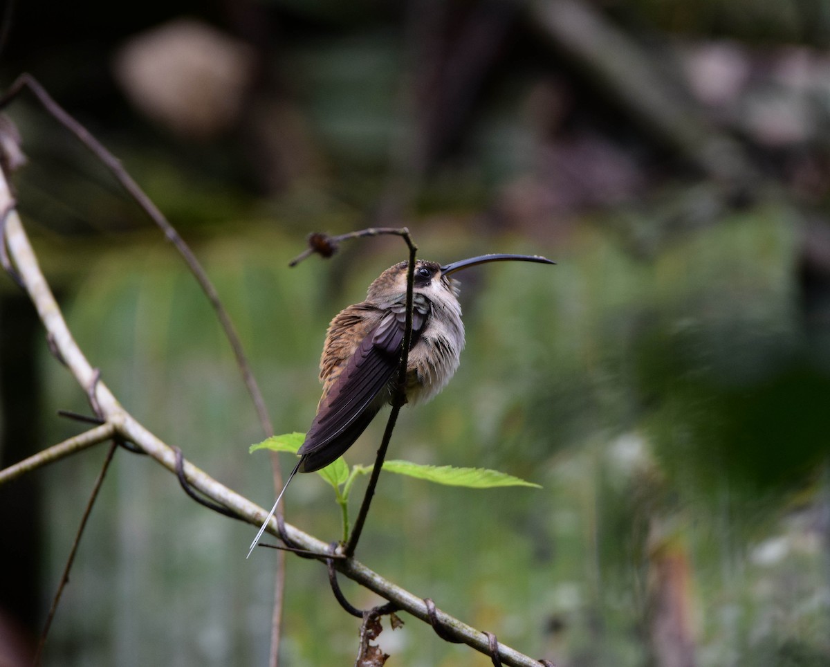 Длинноклювый колибри-отшельник - ML210651501