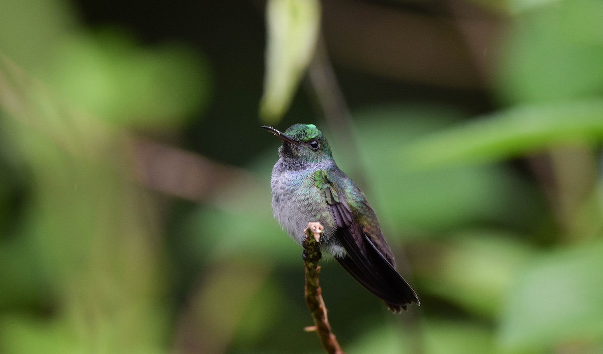 Blue-chested Hummingbird - Dennis Quirós  Vargas