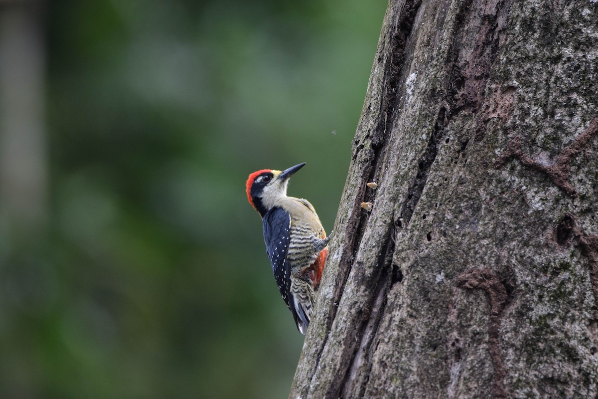 Black-cheeked Woodpecker - Dennis Quirós  Vargas