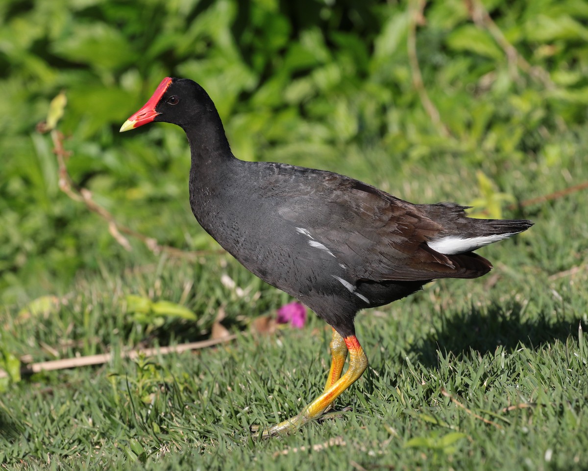 Common Gallinule (Hawaiian) - jan liang