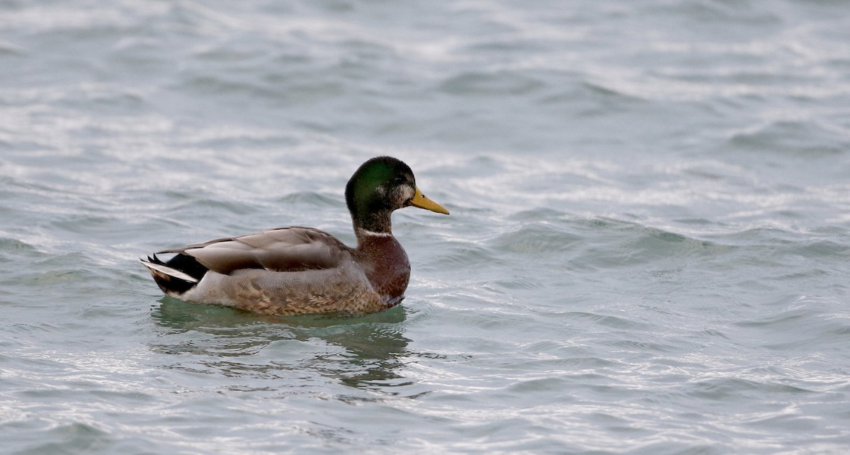 Canard colvert - ML210652511