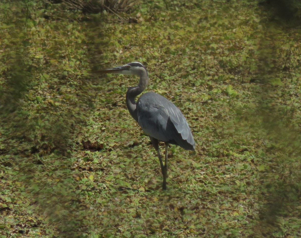 Garza Azulada - ML210652671