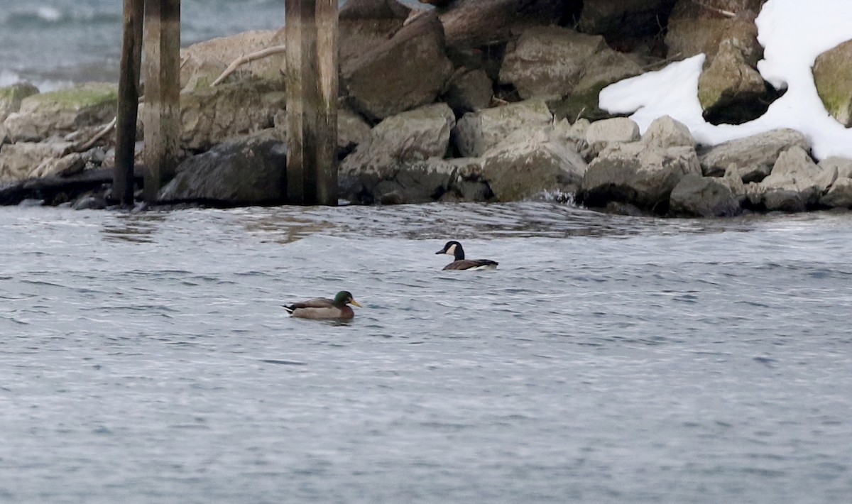 Canard colvert - ML210652701