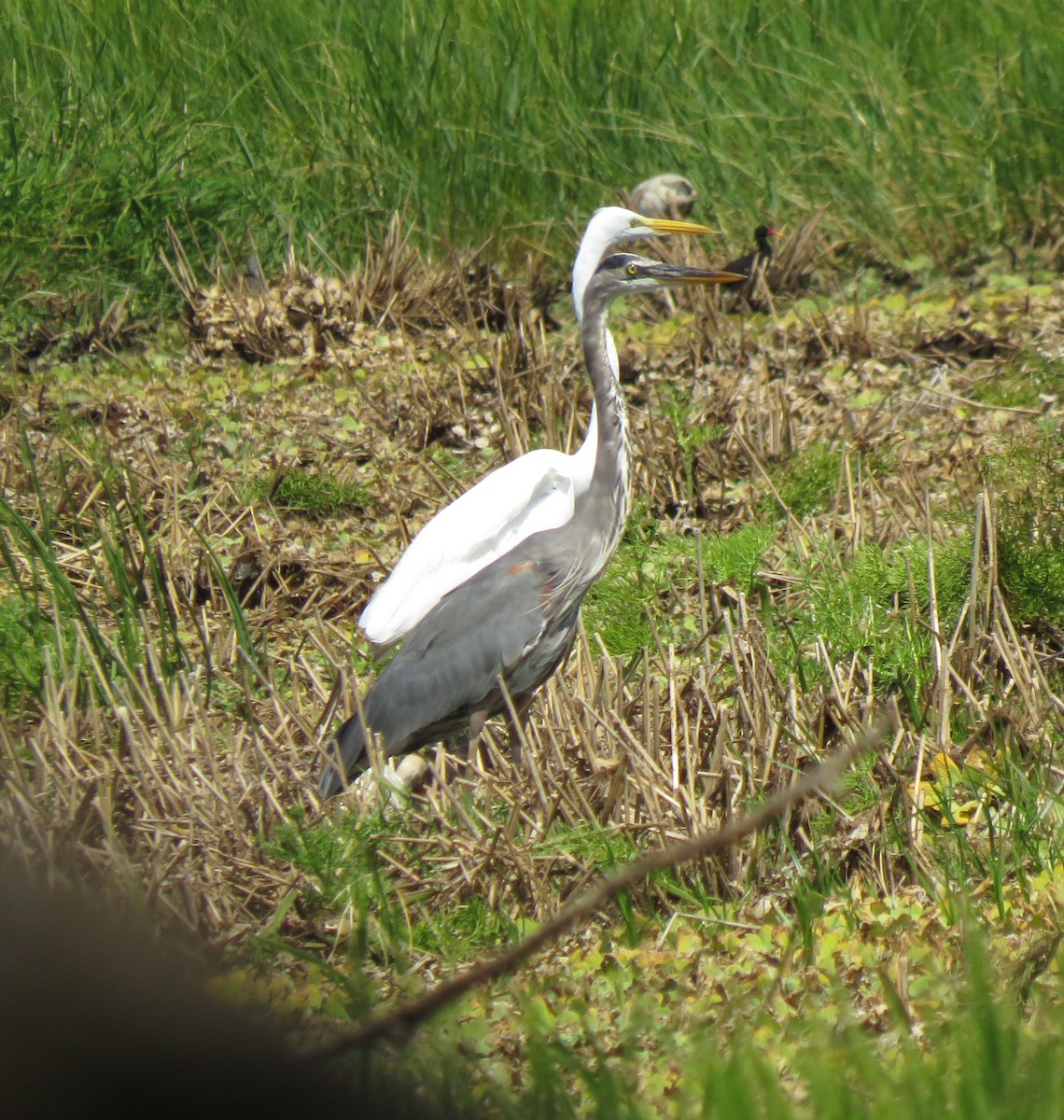 Great Blue Heron - ML210653511