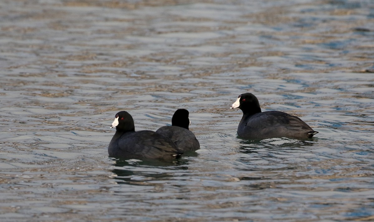 American Coot (Red-shielded) - Jay McGowan