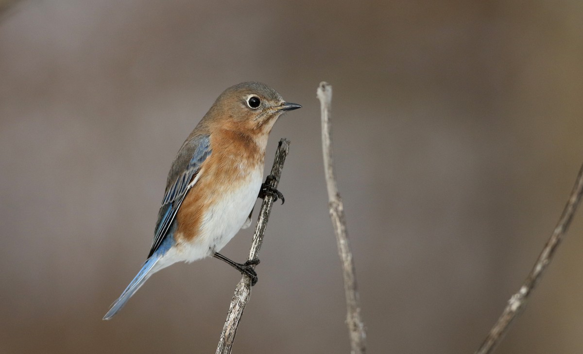 Eastern Bluebird - ML210654311