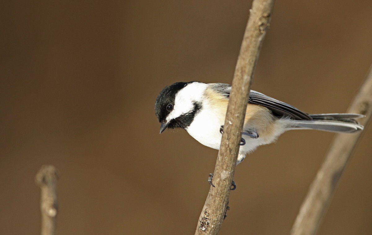 Mésange à tête noire - ML210654421