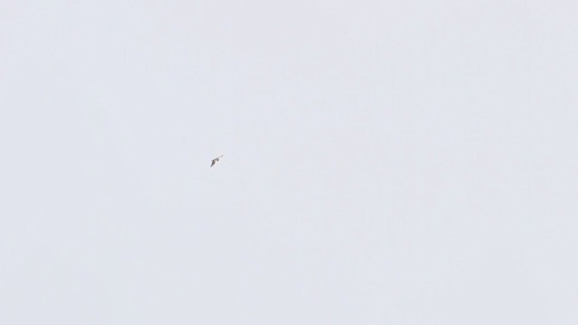 Rufous-winged Buzzard - ML210656161