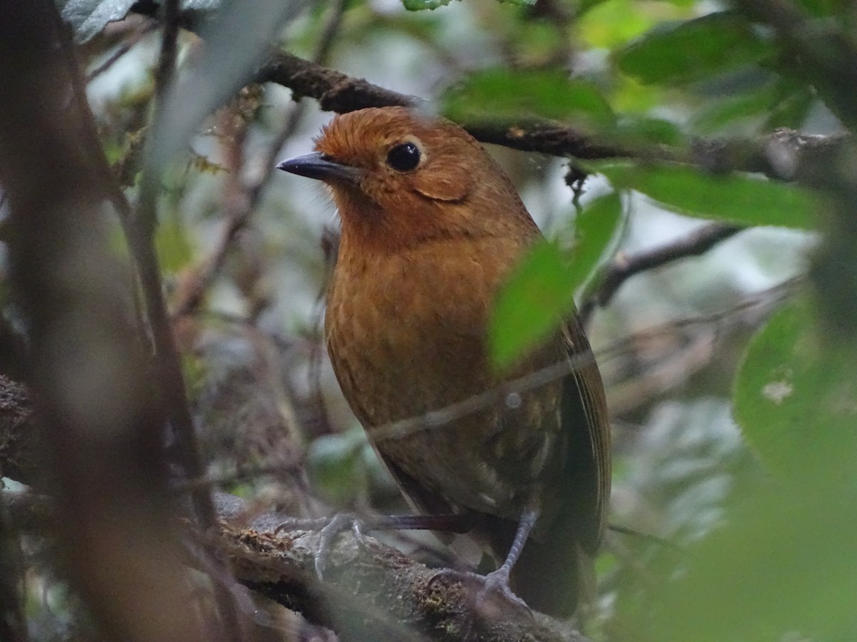 Cajamarca Antpitta - ML210656601